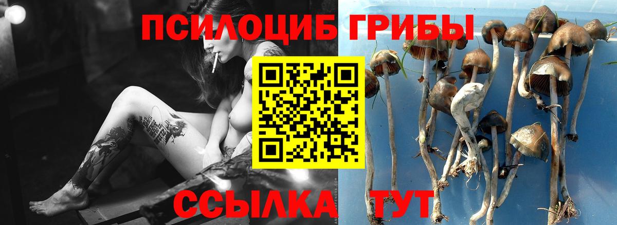 Псилоцибиновые грибы Psilocybine cubensis Тулун
